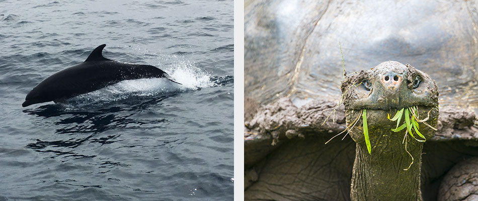 Dolphin and Giant tortoise