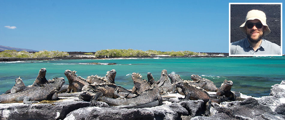 Marine iguanas