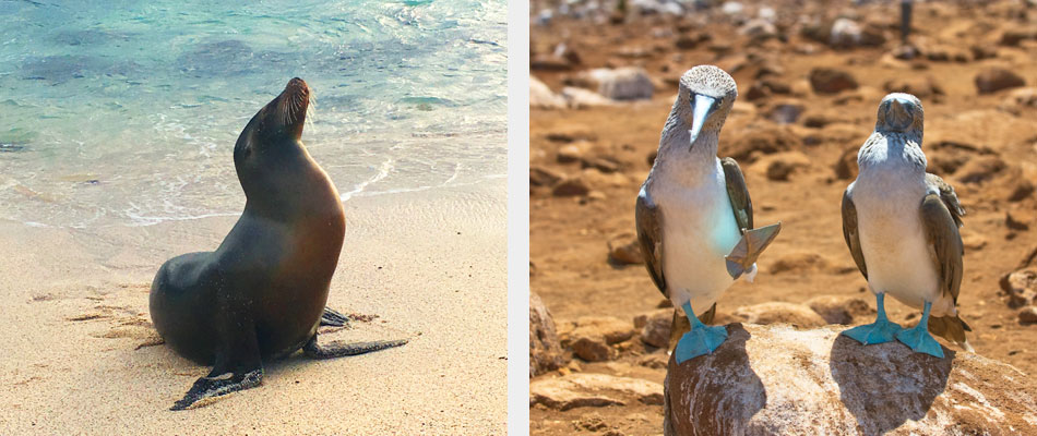 Sea lion and blue footed booby