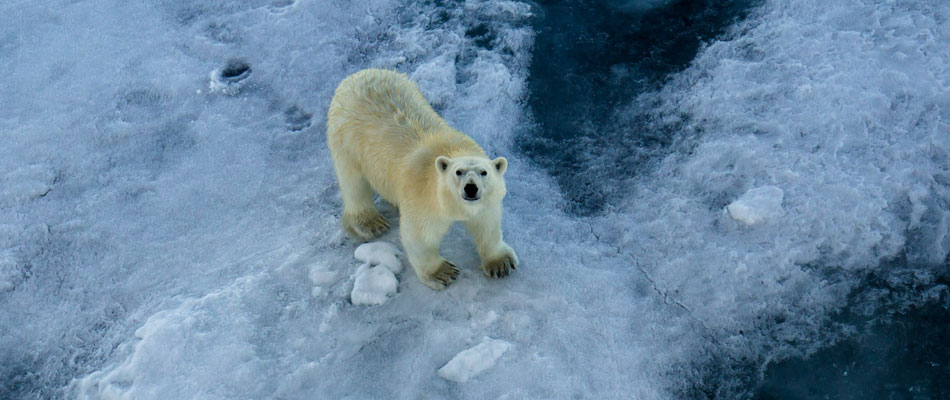Polar Bear