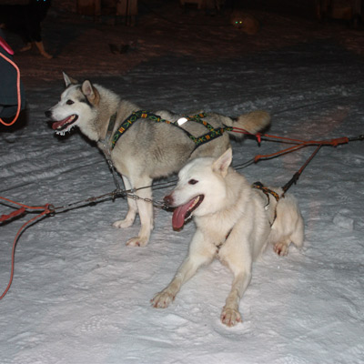 dogs