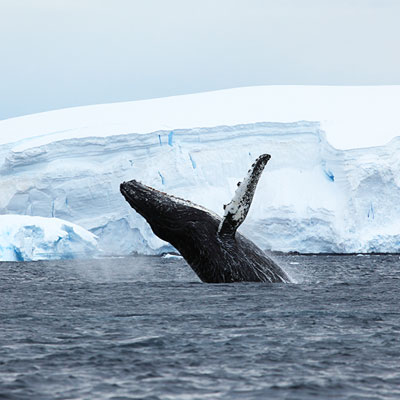 Whale