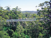Tree top walk, on the 'Bib' track in Western Australia. Photo by Tourism Western Australia