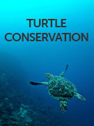 Turtle conservation vacations
