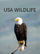 USA wildlife guide