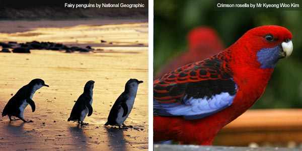 Fairy penguins and crimson rosella, Victoria. Photos by Victoria Tourist Board