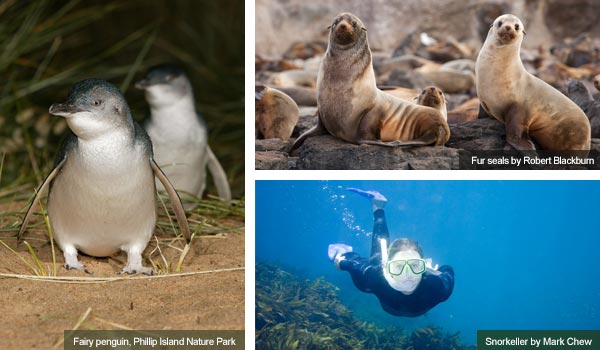 Fairy penguins, fur seals and a snorkeller, Victoria. Photos by Victoria Tourist Board