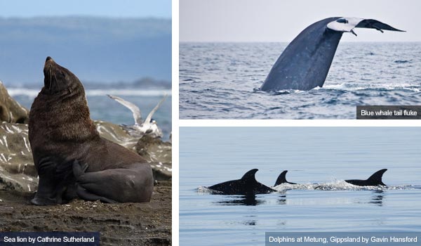 Sea lion, blue whale and dolphins, Victoria. Photos from Victoria Tourist Board