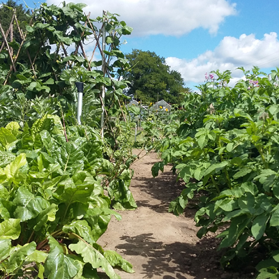 Allotment