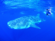Diving with whale sharks in Western Australia. Photo by Tourism Western Australia