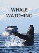 Whale watching vacations