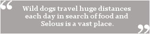 Wild dogs travel huge distances each day
