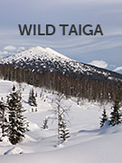 Wild Taiga vacations