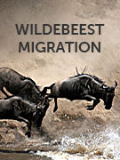 Wildebeest migration vacations