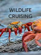 Wildlife cruises vacations