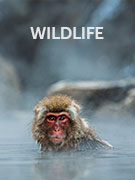 Wildlife guide