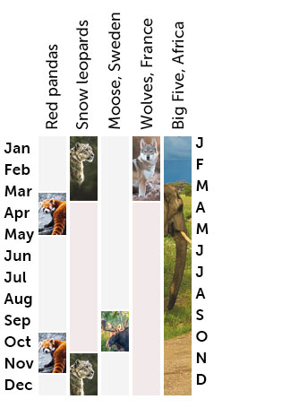 Best time to go wildlife tracking