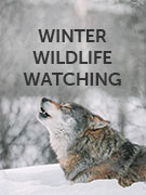 Winter wildlife watching vacations